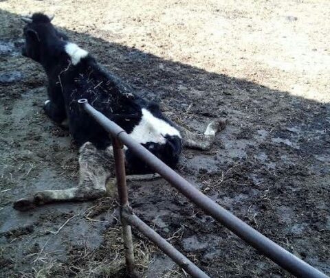 Mucche all’asta: appello per salvarle dal mattatoio