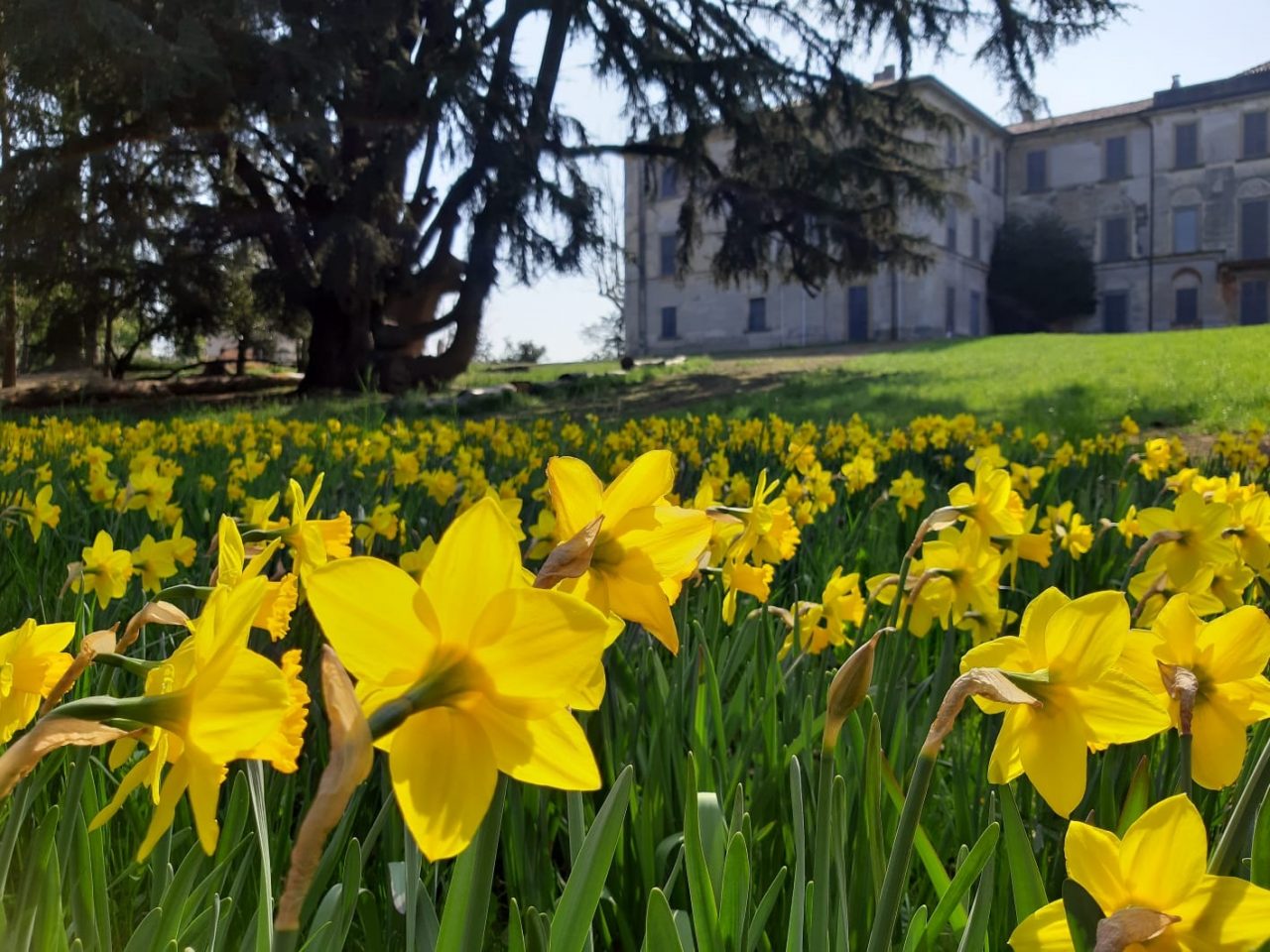 “Un fiore per Villa Greppi”: per due domeniche è possibile cogliere i narcisi e i tulipani nel Parco della Villa