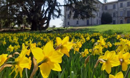 “Un fiore per Villa Greppi”: per due domeniche è possibile cogliere i narcisi e i tulipani nel Parco della Villa