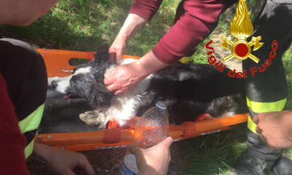 I Vigili del Fuoco salvano un cane caduto in un canale FOTO