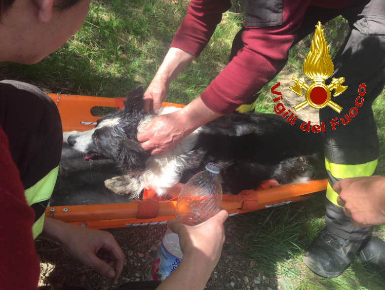 I Vigili del Fuoco salvano un cane caduto in un canale FOTO