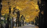 In corso i lavori di potatura straordinaria degli alberi lungo la SP72