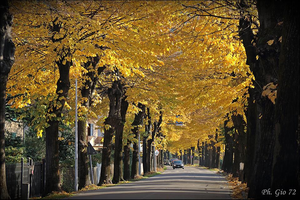 In corso i lavori di potatura straordinaria degli alberi lungo la SP72