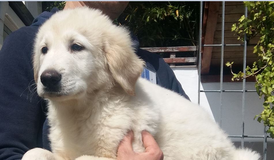 Accalappiati sul lago: tre cuccioli cercano casa FOTO