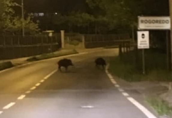 Ci risiamo: avvistati cinghiali in paese