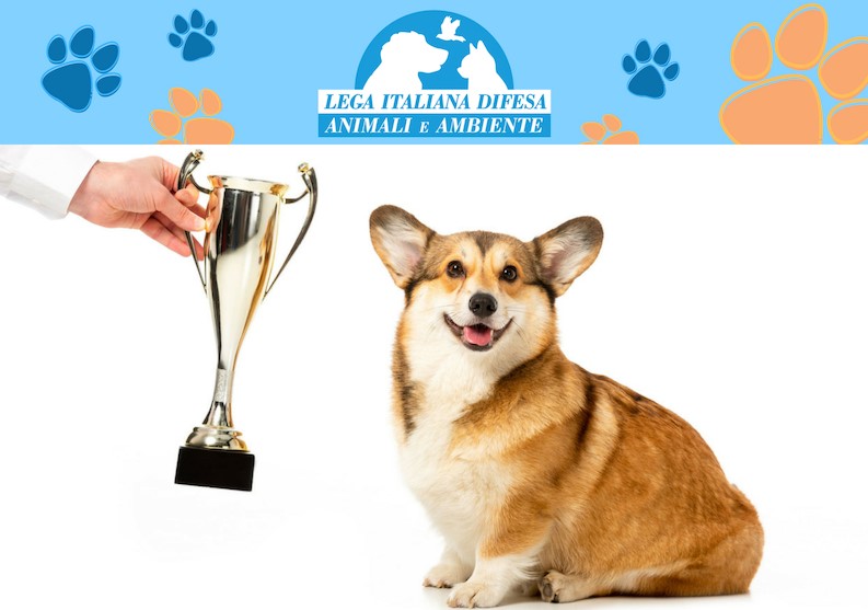Dog Show: in scena gli amici a quattro zampe