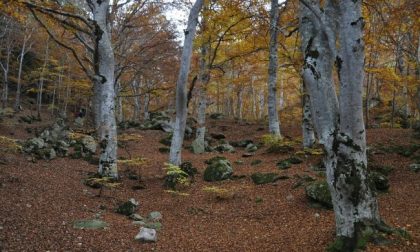 Misure forestali, arrivano i fondi alle Comunità montane