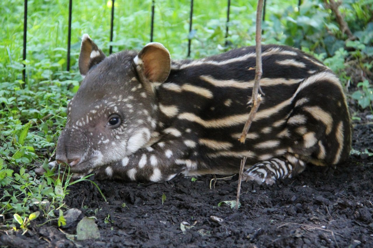 Benvenuta Lodi! Al Parco faunistico Le Cornelle è nata una piccola tapira FOTO VIDEO