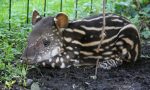 Benvenuta Lodi! Al Parco faunistico Le Cornelle è nata una piccola tapira FOTO VIDEO