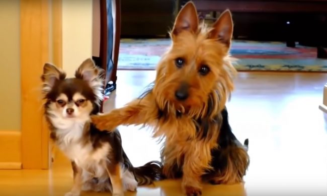 “Torna l’incubo dei cani rubati nelle case”  L’APPELLO