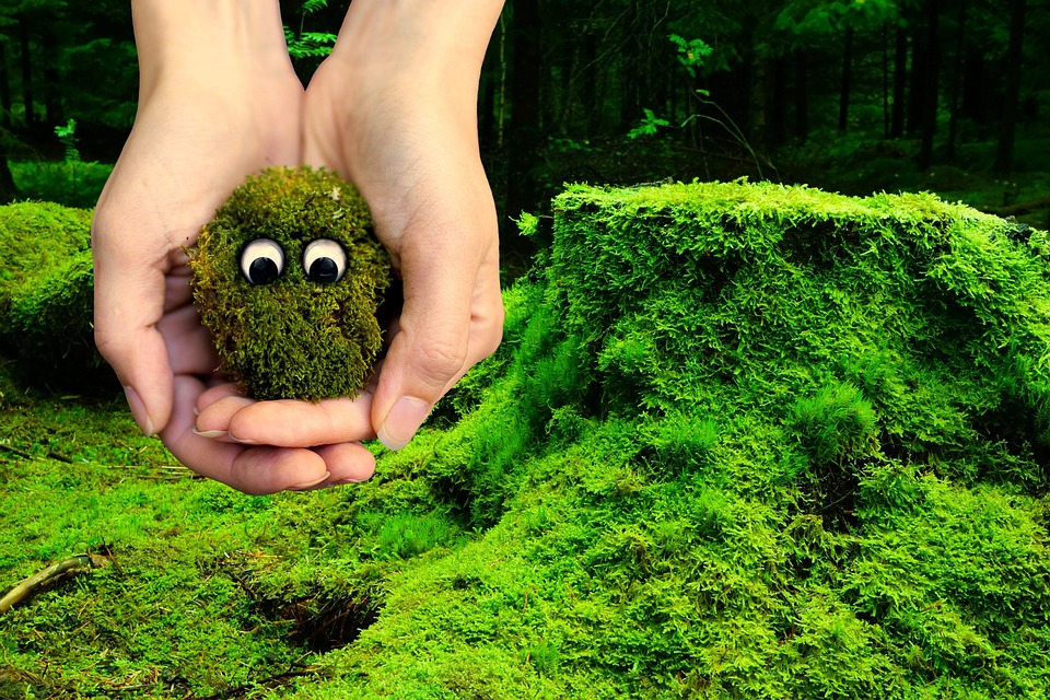 Le iniziative della Biblioteca di Lecco per “La Giornata mondiale dell’ambiente”