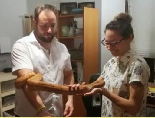 Nella cameretta dormono… i serpenti FOTO E VIDEO