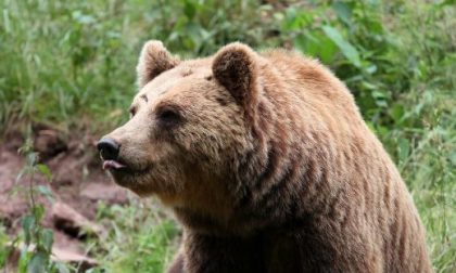 M49 orso in fuga: Brambilla e Fiocchi si danno battaglia