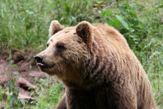 M49 orso in fuga: Brambilla e Fiocchi si danno battaglia