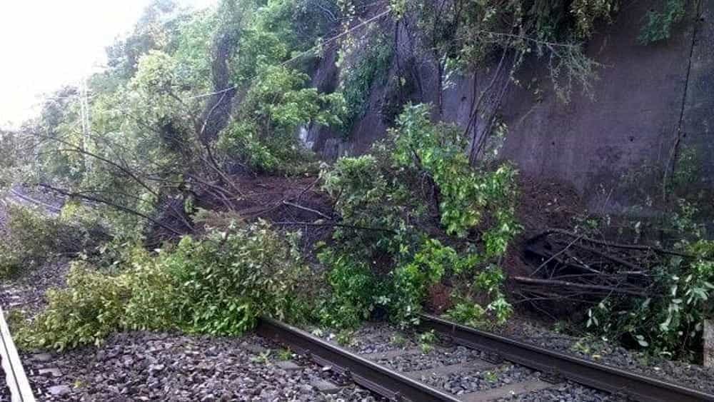 “Tagliate le piante vicino alla ferrovia”: scatta l’ordinanza del sindaco, si rischia la denuncia