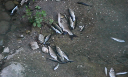 Centinaia di pesci morti lungo il torrente Bevera FOTO