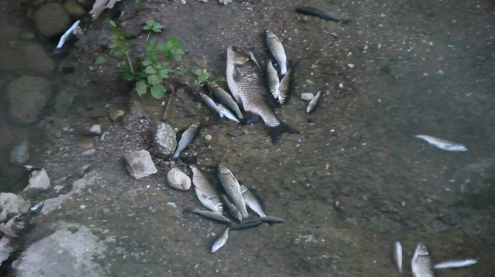 Centinaia di pesci morti lungo il torrente Bevera FOTO
