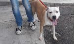 Brianzolo parte per le ferie e lascia i cani chiusi nel box al buio