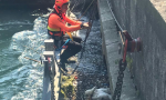 Cigno salvato dai Vigili del fuoco: era rimasto intrappolato FOTO