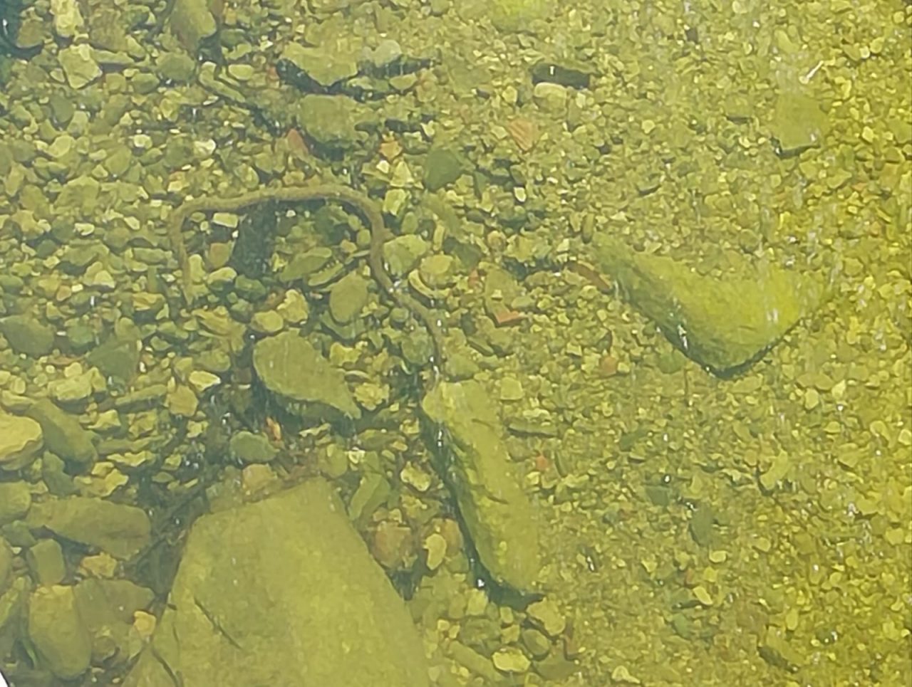 Bisce di oltre un metro a Valmolina: residente preoccupati FOTO