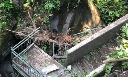 Bellano: crolla nell'Orrido il platano secolare, nessun ferito
