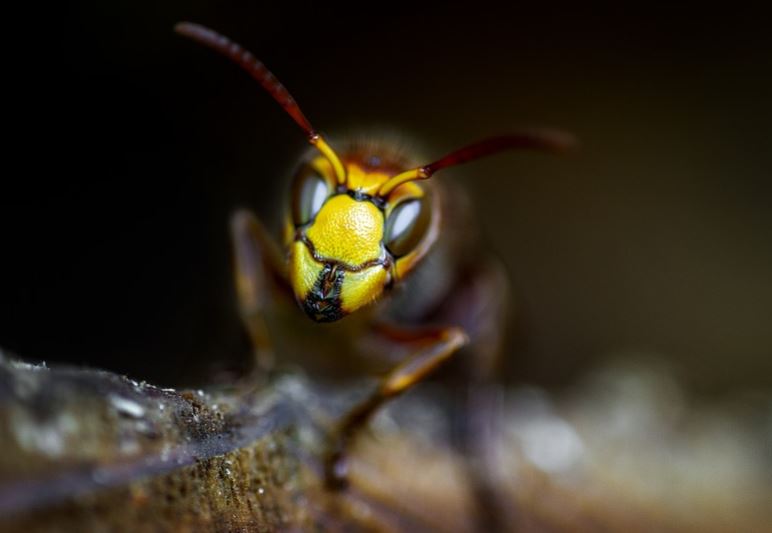 Ancora una puntura di imenottero: anche una bambina di 4 anni in ospedale