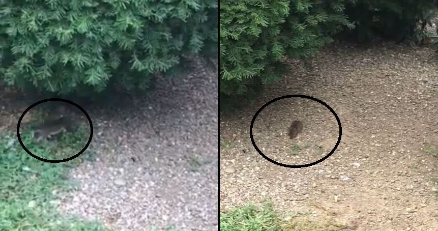 Topi davanti al Teatro dell Società di Lecco: indignazione in rete