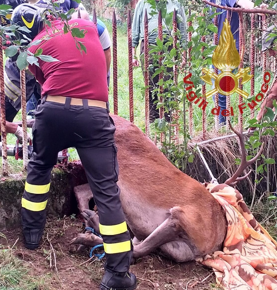 Vigili del fuoco salvano cervo infilzato su una recinzione