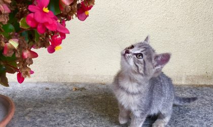 Abbandonata e "lanciata" in un giardino gattina rimane infilzata in una siepe