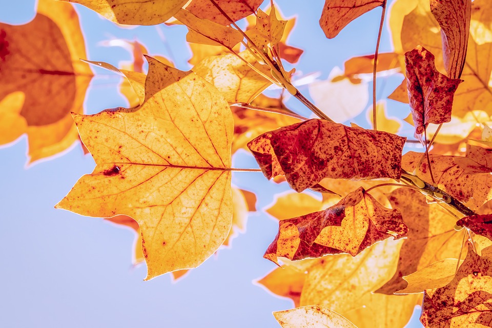 Autunno bollente anche a Como-Lecco:  non cadono le foglie e pungono le zanzare