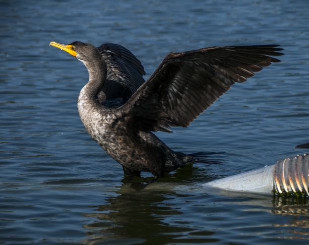 Troppi cormorani: se ne abbatteranno quasi mille