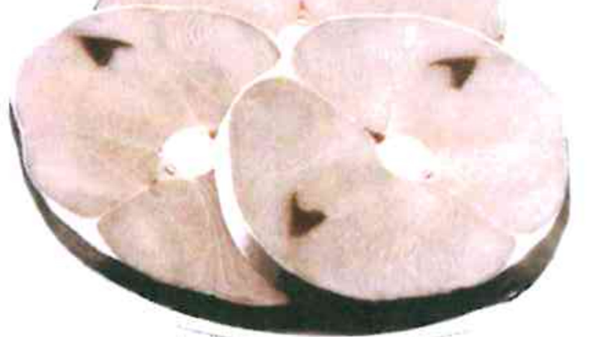 Troppo mercurio nel pesce smeriglio: ritirato dal mercato