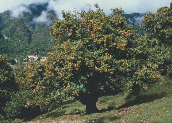 Cena “stellata” per salvare le castagne del Lario Orientale