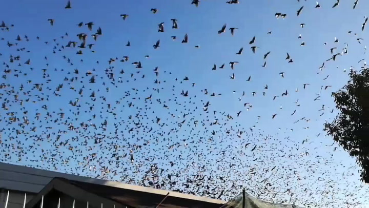 Stormi di uccelli nei nostri cieli, ecco perchè VIDEO