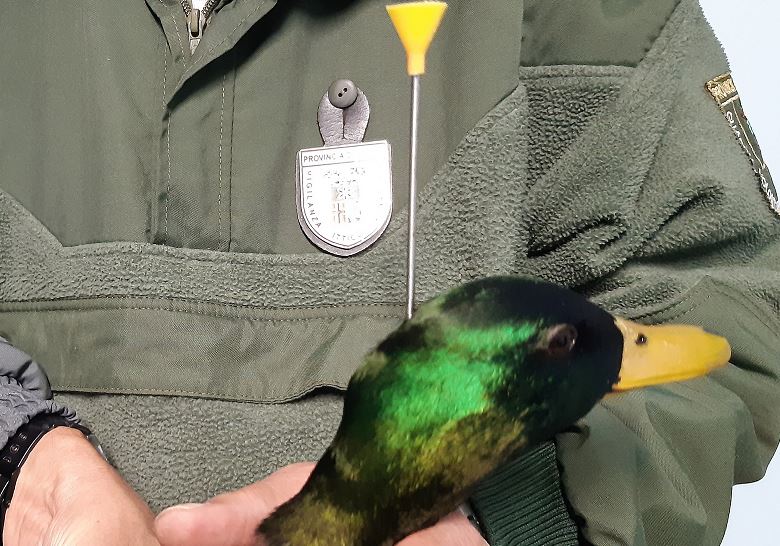 Salvato un germano colpito da un dardo di cerbottana