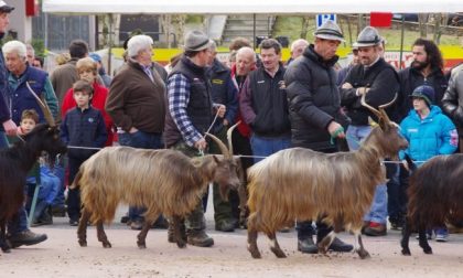 Capra Orobica: due giorni dedicati alla regina della Valle