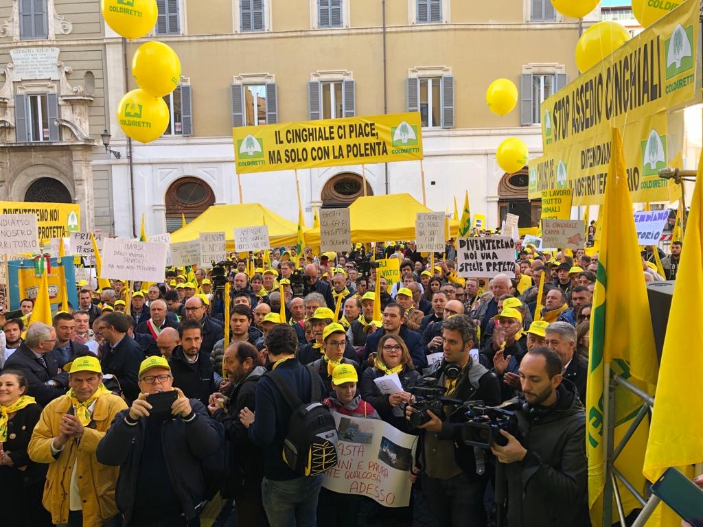 Protesta contro l’emergenza cinghiali: a Como-Lecco campi devastati e allarme incidenti sulle strade