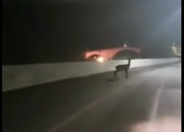 Bambi si lancia dal ponte per fuggire a motociclista VIDEO SHOCK