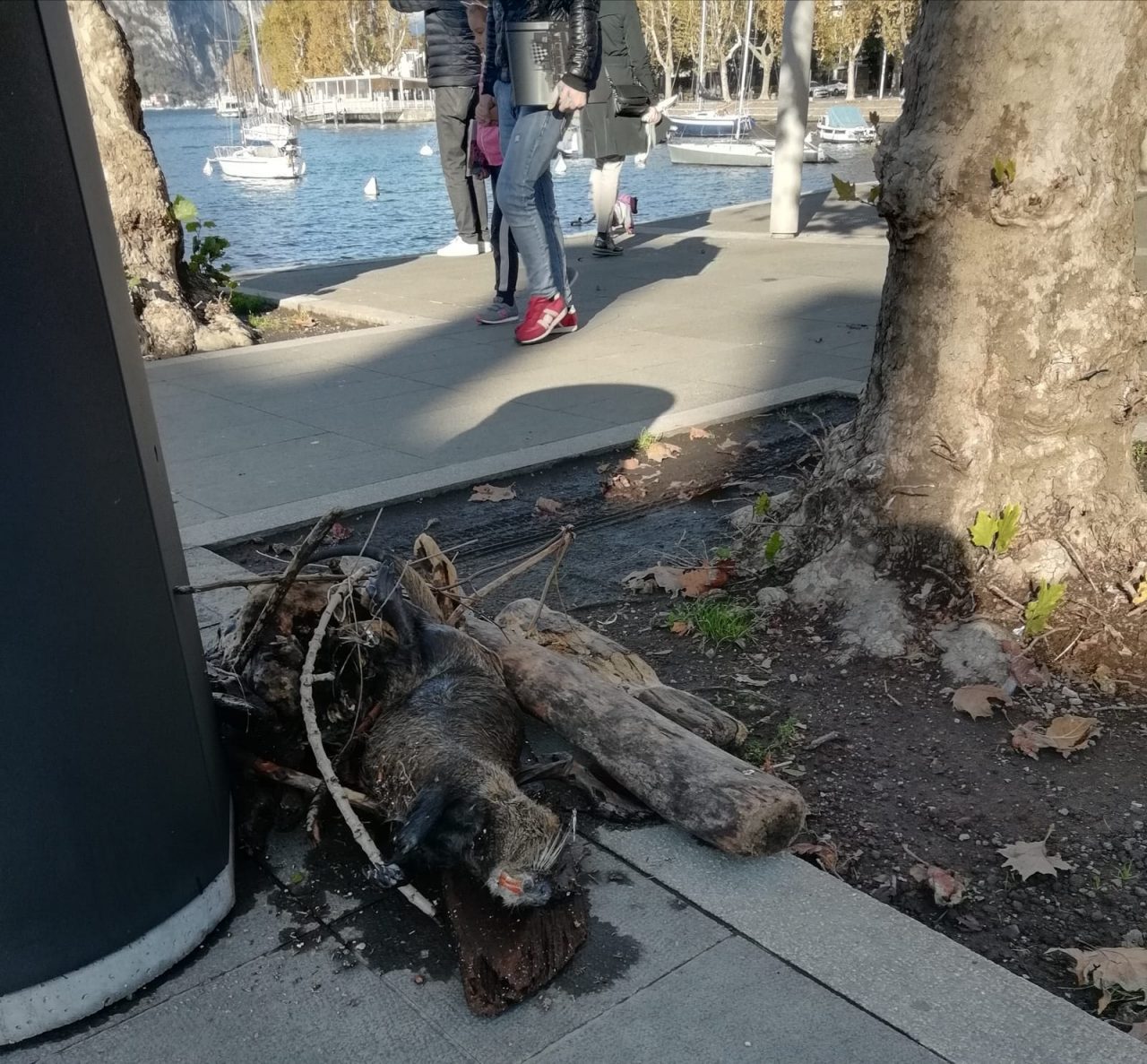 Sulla passeggiata del lungolago, foglie morte, detriti e il cadavere di una nutria