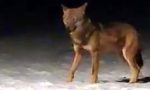 Filmato un lupo a Bormio? VIDEO SPETTACOLARE