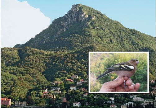 “In volo”: al via la mostra alla Torre Viscontea