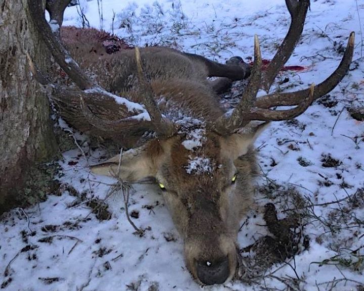 Trovato cervo con sei chili di spazzatura nello stomaco FOTO SHOCK