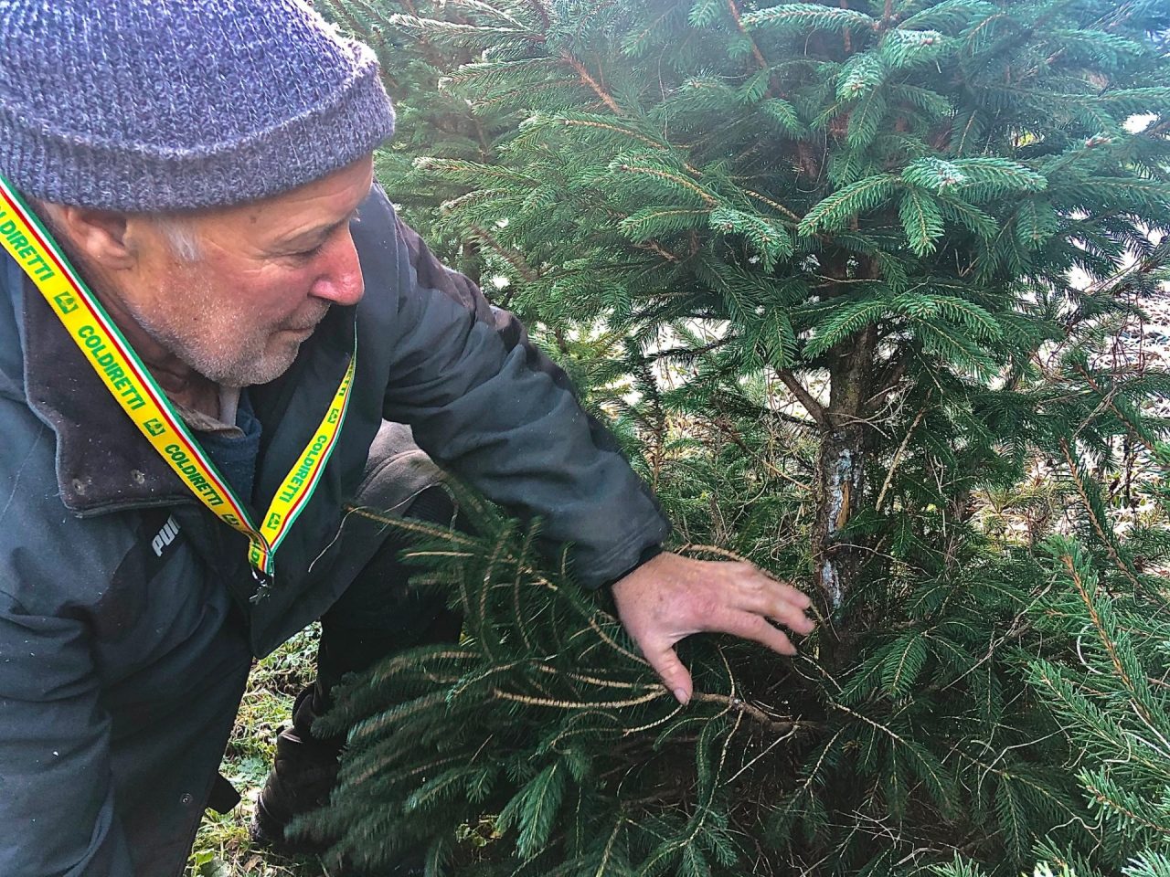 A Carlazzo abeti di Natale devastati dai selvatici