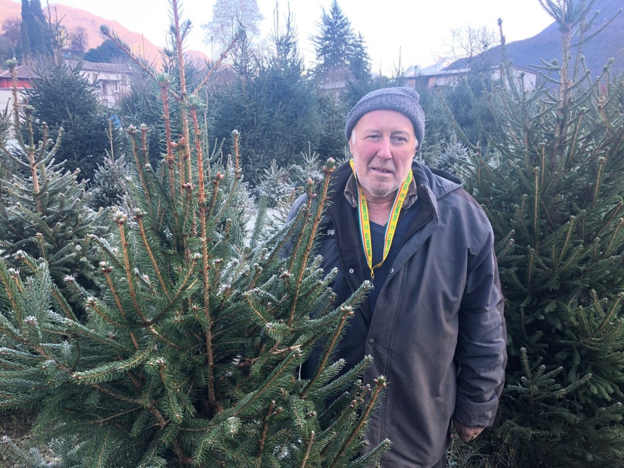 Albero di Natale: quello a KM 0 salva i terreni lariani