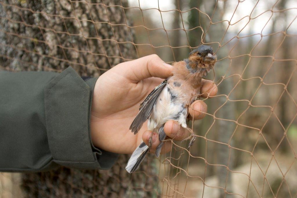 Stop alla cattura di piccoli uccelli selvatici da destinare a richiami vivi