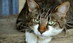 Dal 2020 in Lombardia microchip obbligatorio per i gatti