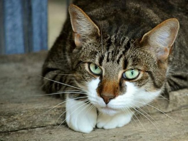 Dal 2020 in Lombardia microchip obbligatorio per i gatti