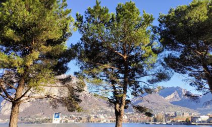 Il "No" delle associazioni ambientaliste per il taglio dei pini sul lungolago di Malgrate