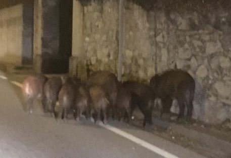 Coldiretti Como-Lecco: “Subito stop  ai cinghiali dopo allarme lanciato dall’OMS”