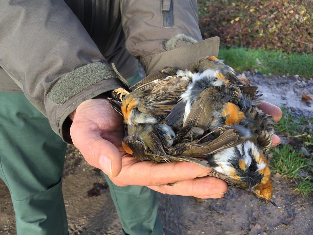 Bracconaggio, WWF: si chiude un altro anno nero per la fauna selvatica in Lombardia
